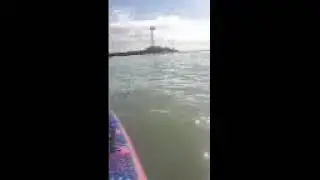 Gray Whale CIH