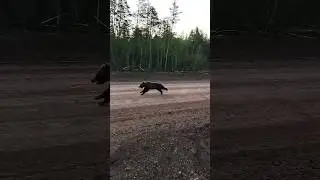 МЕДВЕЖЬИ ГОНКИ! РЕДКИЕ КАДРЫ.