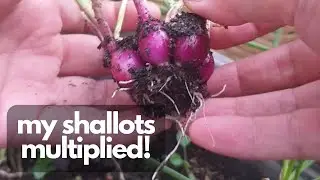 FROM SHALLOT GREENS TO BULBS | Multiplying shallots in pots