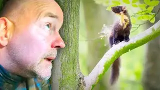 Boommarters fotograferen, eindelijk succes! 📷 Natuurfotografie met de Sony A1 en 400GM lens