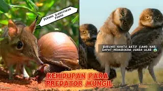 Mengungkap Kehidupan Menakjubkan Para Hewan Predator Mungil
