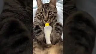 What a naughty cat 🐈🐱?