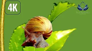 Beyond Human Eye: The Secret World of a Garden Snail (4K Macro)