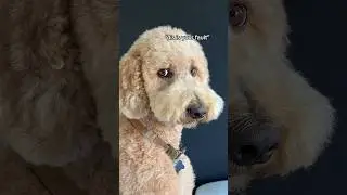 He’s not the forgiving type #dogs #dogcomedy