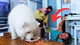 “Will My Dog Save Me or Choose Food? 🐶😱 | Robbery Prank on Arya!” *Home Invasion Prank*