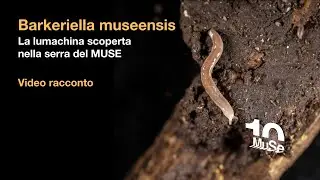Barkeriella museensis - La lumachina scoperta nella serra del MUSE