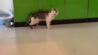 Funniest Animals   Best Of The 2021 Funny Animal Videos