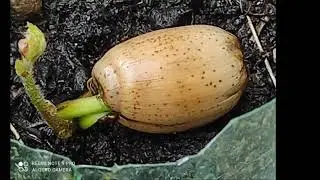 La nostra prima quercia