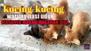 Kucing liar warung nasi uduk biasnya makan makanan sisa. 