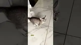 Котик Вольтик закатил истерику! 