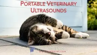 Portable Veterinary Ultrasounds | KeeboVet
