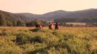 Подкованные каникулы или ветер в гриве