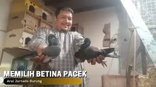 Cara Memilih BETINA PACEK!!