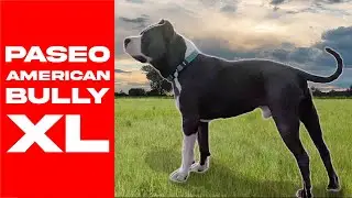 Desconecta 10 minutos : Paseo AMERICAN BULLY XL en el Campo