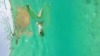 GREEN SEA TURTLE EATING GRASS IN MAHO BAY IN ST JOHN SNORKELING go pro video