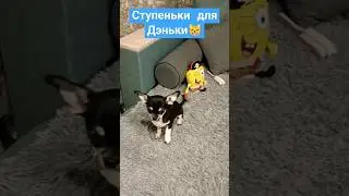 лесенка для чихуахуа своими руками 🐕