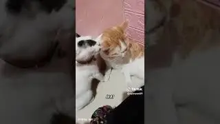 ‪@ibookpussy‬
