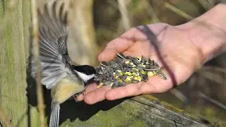 Feeding Chickadees in Slow-Motion