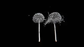 ASPERGILLUS