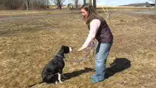 How to Pass Part Six of the Canine Good Citizen Test: Sit and Down on Command