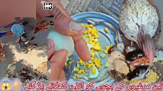 threee murgiuo ka chozon ko three aggs khelaya