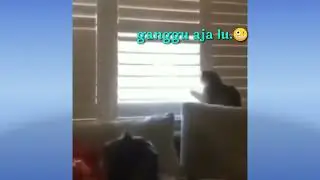 Lagi Kesal Kok Malah Lucu | Dasar Kucing 🐱 #short
