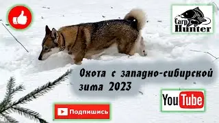Охота с западно-сибирской лайкой зима 2023.