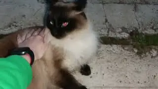 В гостях на даче у друзей.