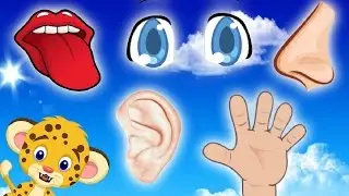 Los cinco sentidos - Adivínalos