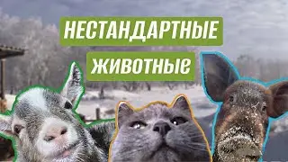 Три истории КОЗЫ, ХРЯКА И КОШКИ: главный актеров нашей фермы