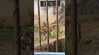 Guwahati Zoo | Assamese Short Video | Prakash Borah