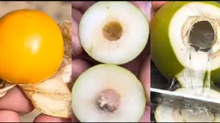 Farm fresh fruit cutting Harvesting Golden Berry/jujube/corn/Jackfruit/ Coconut/mixed #shorts#ninja