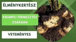 Krumpli termesztése zsákban