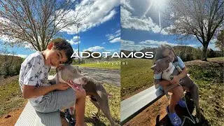 O Dia em que adotamos a Crystal