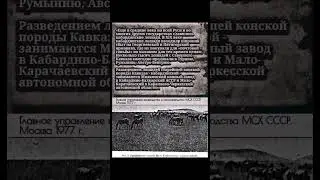 #КабардинскаяПородаЛошадей