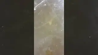 Осётр. Астрахань, Началово