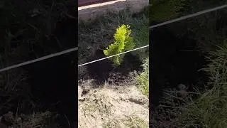 Правильная посадка туи Аурея Нана
