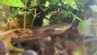 Biopod Tank - Endler's Livebearer Fish - Guppies! (2019-08-12)