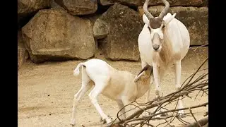 Swala, l'antilope du Niger ‐ Jacky Galou