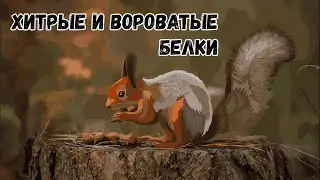 Белки воруют орехи