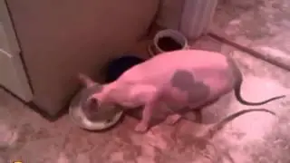 Приколы с кошками!Смешное видео!Talking Cat!Funny cat!