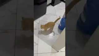 Astolfo brincando #gatosfofos