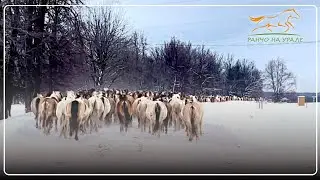 Лошади все таки вернулись к своим жеребятам / Снова приходиться заниматься сортировкой лошадей