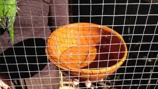My grandma's Lori parrot