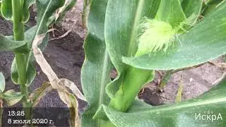 Feed corn SI FENOMEN