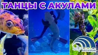 🇪🇬 Египте 2022: 🦈 Танцы с акулами - Хургада Гранд Аквариум (4K Dolby Vision)