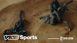 Are Bugs the Workout Protein of the Future?