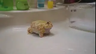 sciencefrog.mp4