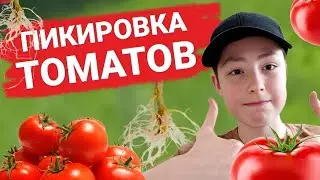 🍅Как Правильно ПИКИРОВАТЬ ТОМАТЫ, Чтобы в Июне Быть с Урожаем!