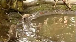 Crazy Monkies!